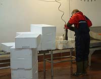 Hver enkelt fisk dusjes og kontrolleres.