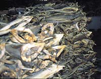 T�rrfisk p� lager.